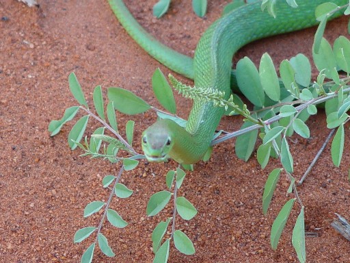 smallgreenmamba.jpg